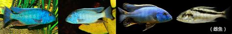 Buccochromis heterotaenia-超级金火令_万宝鱼的三湖慈鲷世界