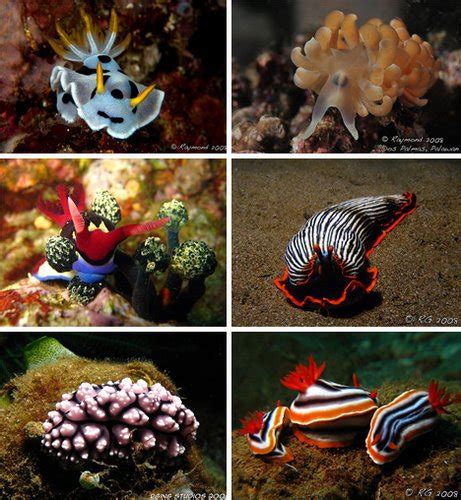水下活珠宝：海洋最华丽的“鼻涕虫” - 海洋财富网
