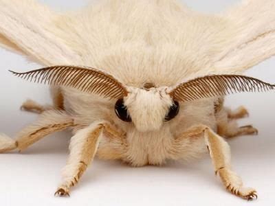 怎么分辨蚕蛾的公母-百度经验