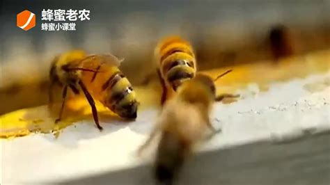 神奇的蜜蜂王国：蜜蜂小宝宝 家庭新成员 备受呵护的小宝宝
