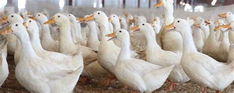 肉鸭养殖成本和利润，附养殖中期成本分析 - 农敢网