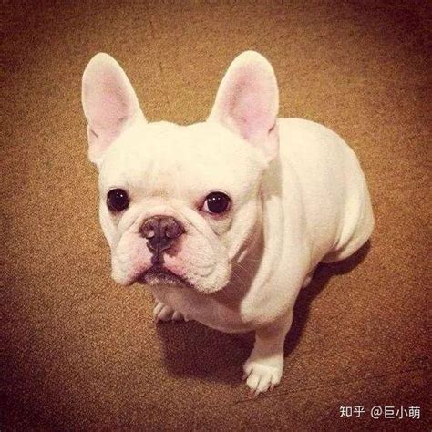 法斗图片