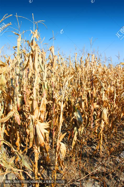 描写地里的玉米,描写玉米粒,形容玉米的好词好句_大山谷图库