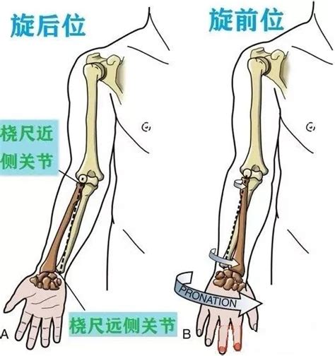 最详细肌肉拉伸教程四：手臂拉伸 - 知乎
