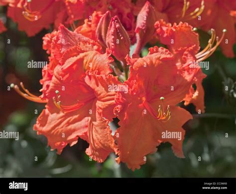 Rododendro De Naranja Fotos e Imágenes de stock - Alamy