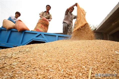 今年麦子价格估计能到多少钱一斤(小麦今日下乡收购价多少钱一斤) - 誉云网络