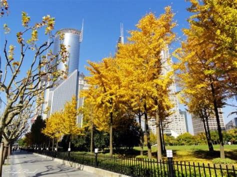上海看银杏树什么地方最美_旅泊网