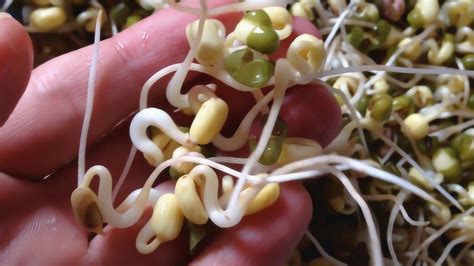 黄豆芽绿豆芽的营养价值 豆芽怎么发？