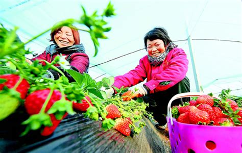 河南省人民政府门户网站 汝阳县扶持农民发展特色高效农业