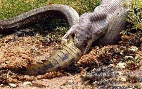 世界上体型最大最强的蛇, 亚马逊巨蟒, 体长6米能瞬间吞人！ - 360娱乐，你开心就好
