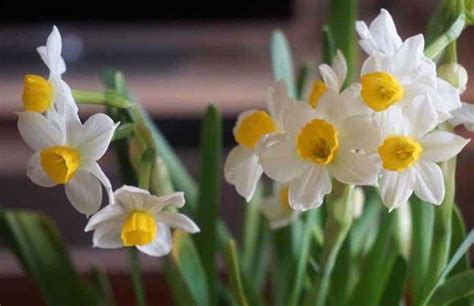 水仙花的花语和水仙花的传说-168鲜花速递网