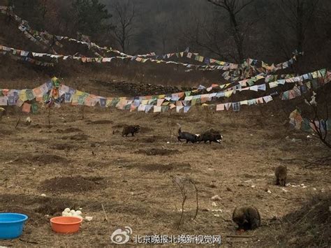 北京400余只狐狸和貉疑被放生 窜入农家咬死家禽 - 观点 - 华西都市网新闻频道
