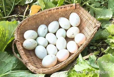 鸭蛋产量比不上鸡蛋，大小比不上鹅蛋，为何成为咸蛋皮蛋的首选？ - 知乎