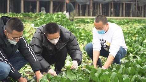 爱心合力！四川什邡“大树哥”10万斤蔬菜将免费运往武汉_县域经济网