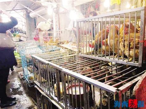厦门岛内全面禁止活禽交易 仍有商家公开叫卖 - 城事 - 东南网厦门频道