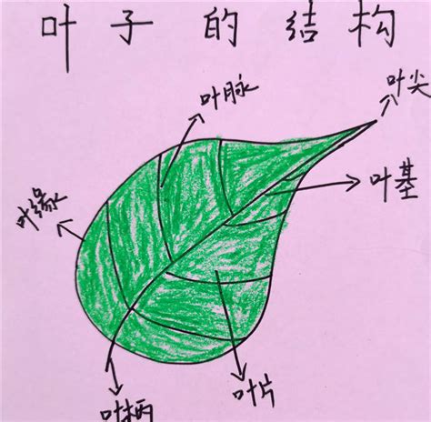 塑封树叶标本植物标本过塑真树叶贴画幼儿园认识叶子干花 带标签-淘宝网