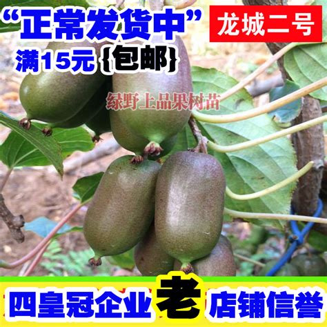 软枣猕猴桃种植前景如何-行情分析-中国花木网
