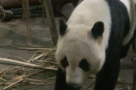 深圳野生动物园大小熊猫介绍(图片+名字+区别)- 深圳本地宝