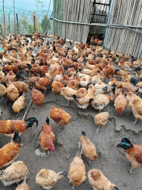大别山红冠土母鸡_大别山农场|生态养殖|生态旅游|土鸡批发|肉鸡销售|鸡蛋价格