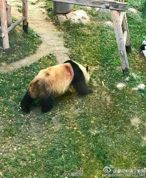 兰州动物园回应“大熊猫遭虐待”：不慎被竹子刺伤_凤凰资讯