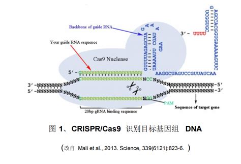 基因分型KASP试剂 - SNP-KASP-分子育种-固德生物