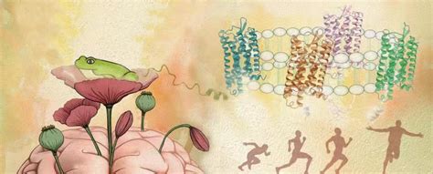 “中年才懂内啡肽”？中外科学家《细胞》发文阐述阿片受体家族与内啡肽系统分子作用机制