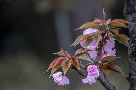 婴花图片
