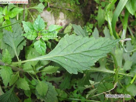 透骨草Phryma leptostachya Linn. subsp. asiatica (Hara)Kitamura_植物图片库_植物通