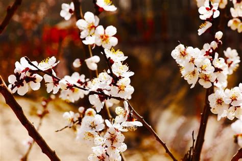 新疆和田市：惊艳！这里的杏花开了！美翻了整个春天！