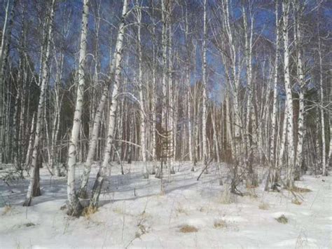 森林中的西伯利亚松高清图片下载-正版图片505423225-摄图网