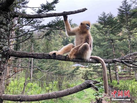 川金丝猴（中国国家一级保护动物）_摘编百科