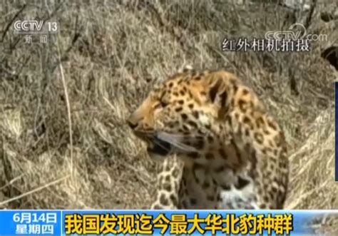 大好消息！陕西子午岭的豹子，有三位数那么多！|陕西_新浪新闻
