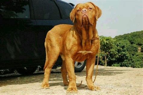 世界上最凶的狗排名榜（七大恶犬第一实至名归） - 胖萌舍宠物网