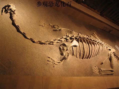 追寻远古的足迹——从恐龙脚印谈化石