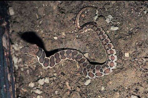 农村十大无毒蛇（图片）乌梢蛇无毒 - 神奇评测