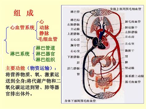 卵巢生理结构示意图-生理结构图,_医学图库