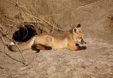 红狐狸在洞穴外的小狗高清图片下载-正版图片307288306-摄图网