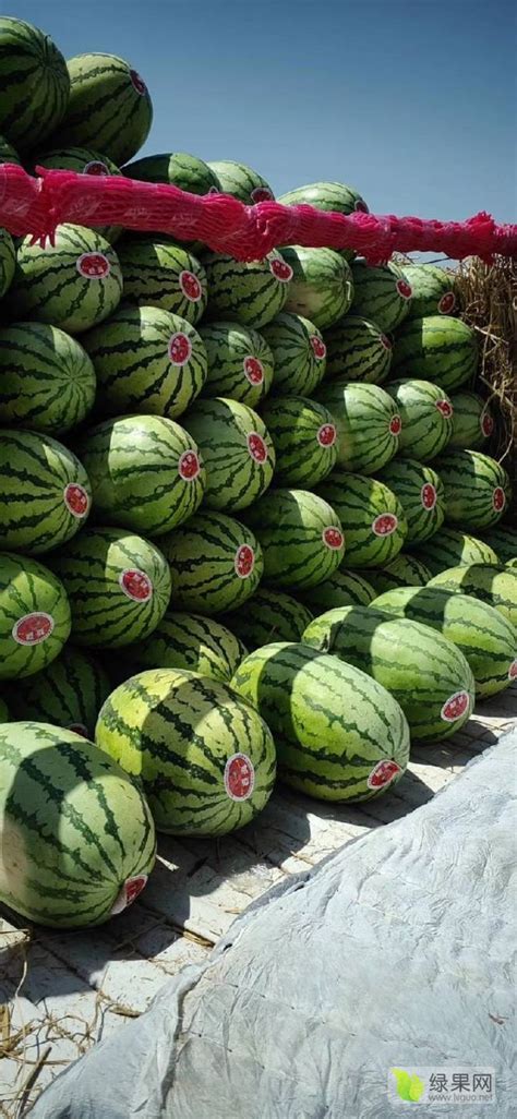 2020年西瓜价格预测：西瓜价格会上涨西瓜 山东临沂 乐群水果基地-食品商务网