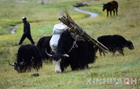 文化 _ 600多个日夜跟踪拍摄蒙古牧羊犬，身高超1米9的壮汉把柔情献给草原