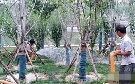 这些苗木人会成功，因为他们懂得……-种植技术-中国花木网