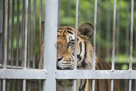 笼子里的老虎,肖像高清图片下载-正版图片300871540-摄图网