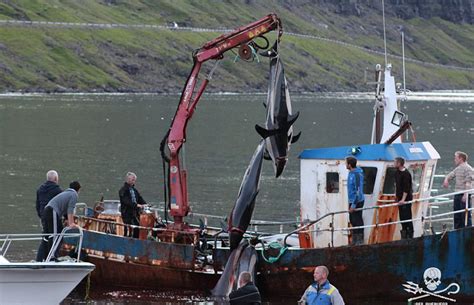 法罗群岛数百鲸鱼海豚被捕杀 血染海湾_凤凰资讯