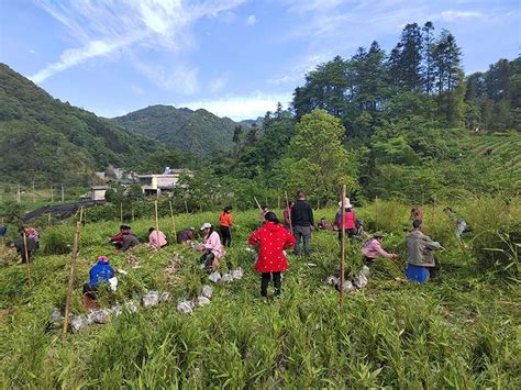 国粹京剧 云南京剧院大关县创作采风活动