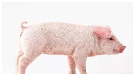 中国十大猪品种排名,十大猪品种 - 大畜牧网