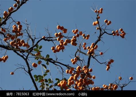 壶口瀑布旁边的柿子树，满树的柿子，让树冠变成了金色 - 图片频道 - 华夏小康网