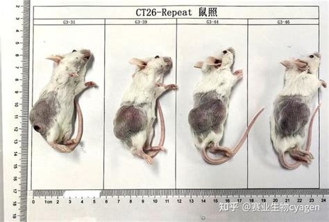 人源化（基因工程）小鼠模型