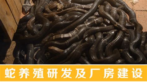 蛇摄影图__野生动物_生物世界_摄影图库_昵图网nipic.com
