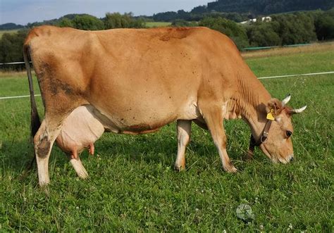 配牛为什么母牛弓腰，人工配牛怎么操作-农百科