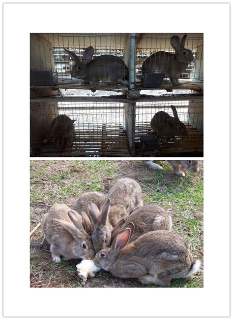 蛟河市长毛兔种兔养殖场_种兔养殖_众成种兔养殖场