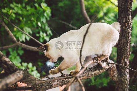 猫爬树猫在树上打猎可爱的猫肖像留在树枝上没有尾巴的纯种短毛猫湄公短尾猫坐在树上动物母鸡在自然条高清图片下载-正版图片504298772-摄图网